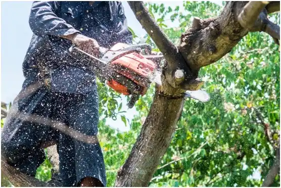 tree services Manassas